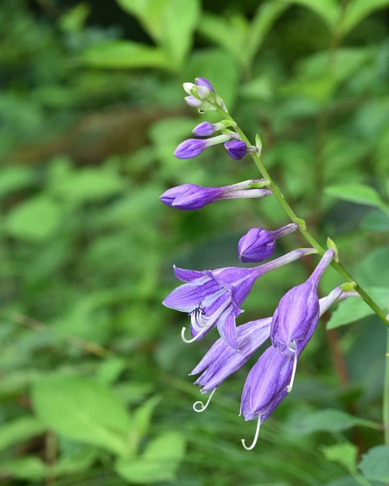 Hoa Bibichu màu tím trên nền lá xanh