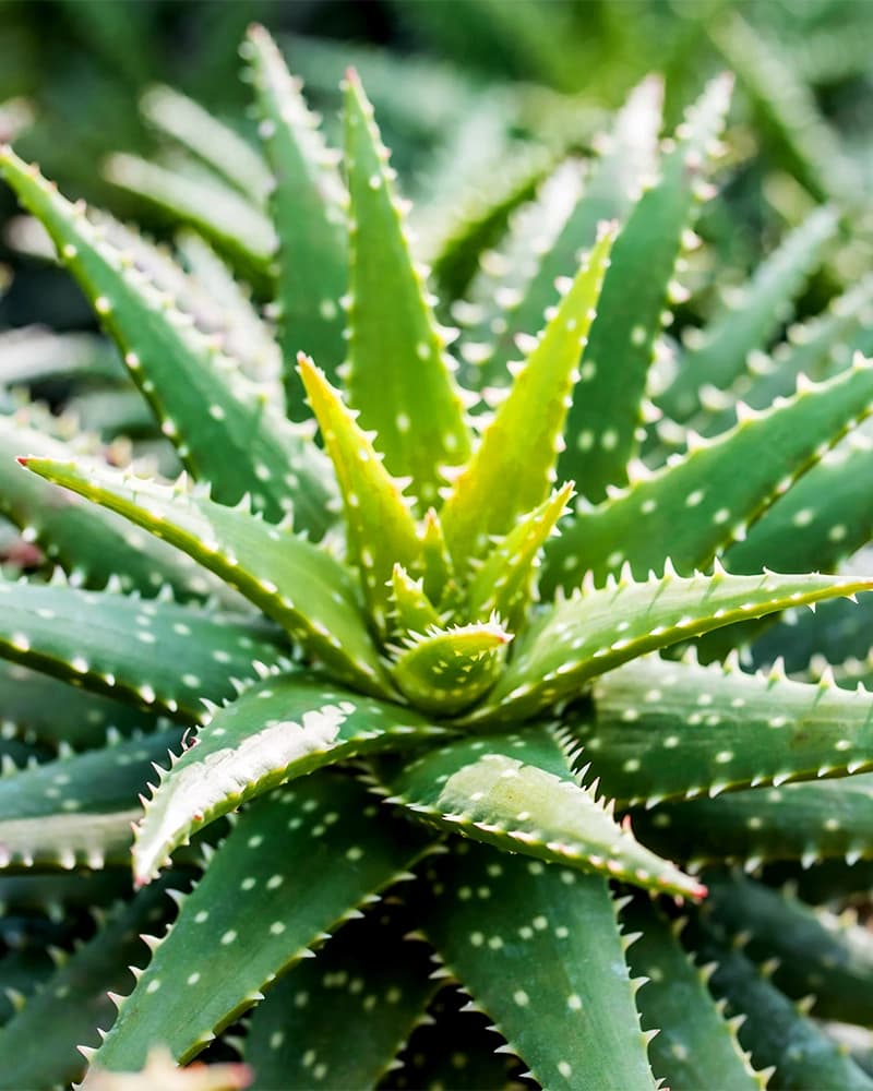 Cây lô hội xanh với gai