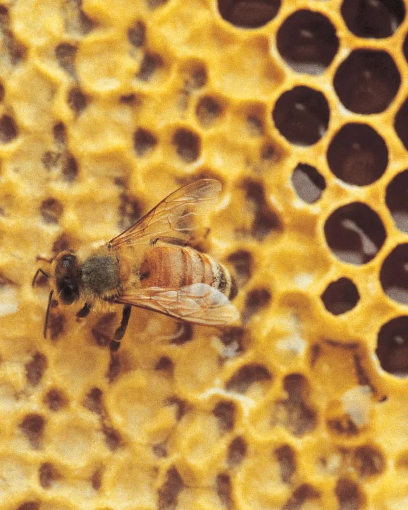 Tổ ong mật Manuka