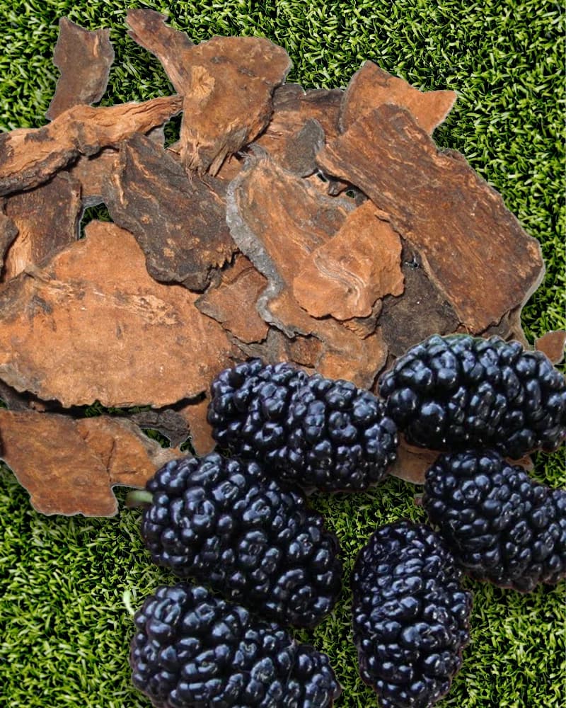 Rễ Hà thủ ô và quả Morus màu đen trên nền rêu